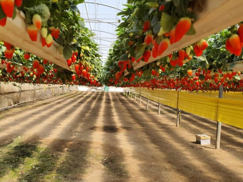 Fruit Picking at Farm #77