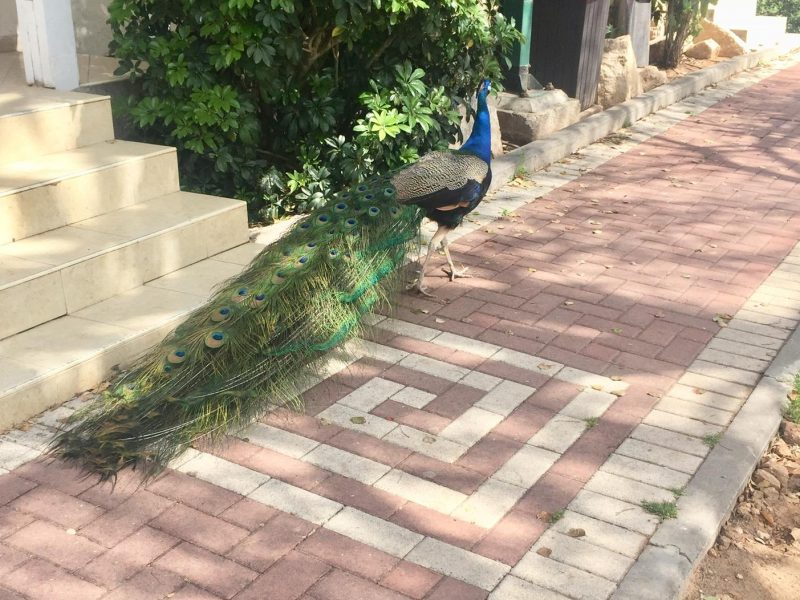 "אלדאה" – אירוח כפרי בקיבוץ ניר עם