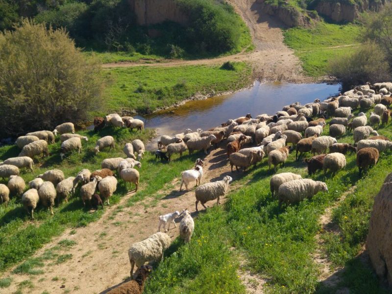 Hadkalim Farm