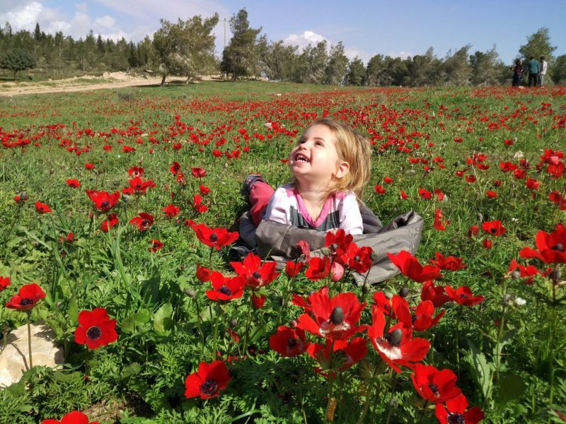 חניון יער דבירה