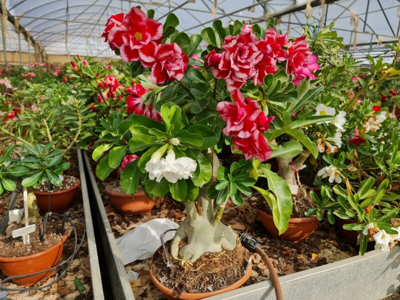 Adenium Nursery