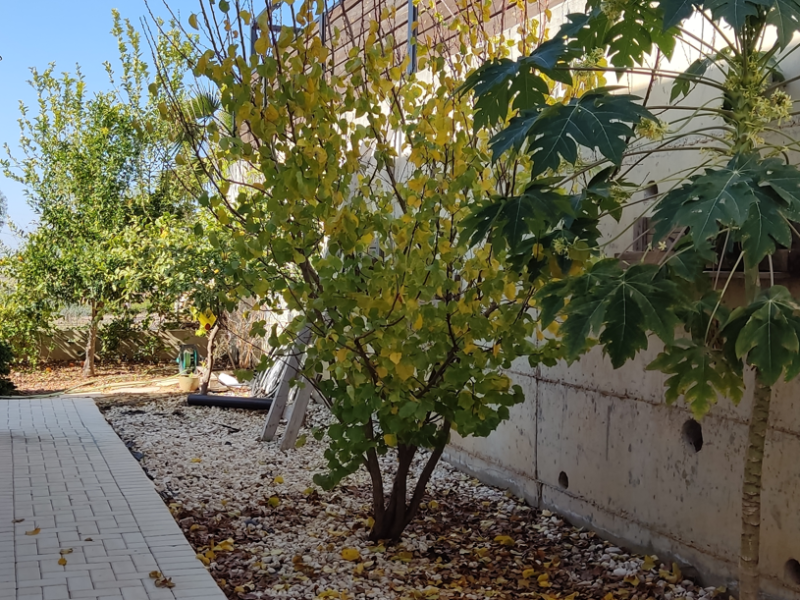 הפינה של מאירה – בין שדות לבתרונות