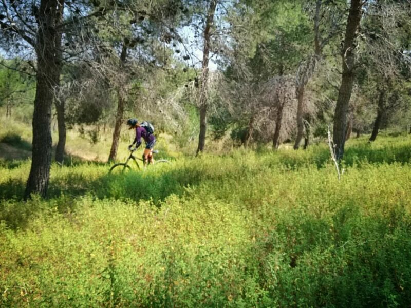 שביל אופניים יער גברעם