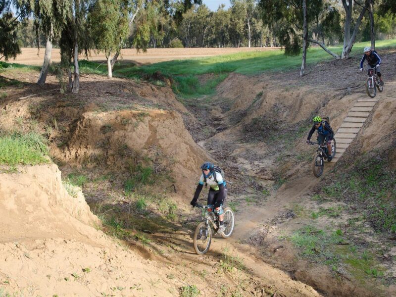 שביל יער קהילתי שוקדה – סינגל אדום