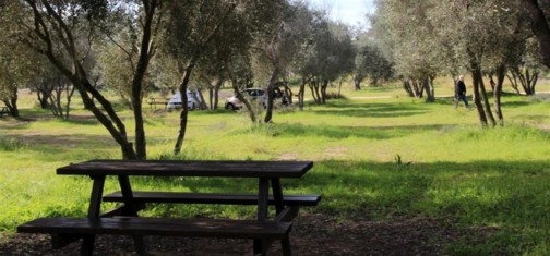 חניון הזיתים