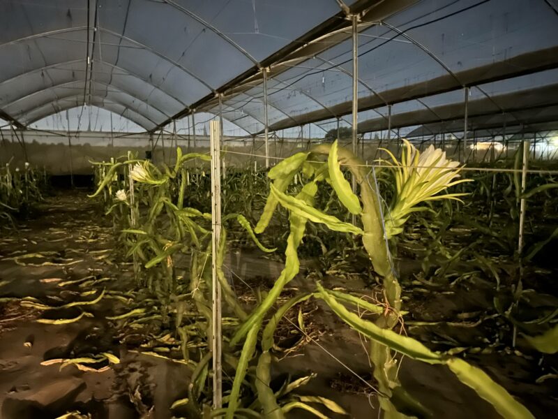 Farm 1 – Agricultural tourism experience