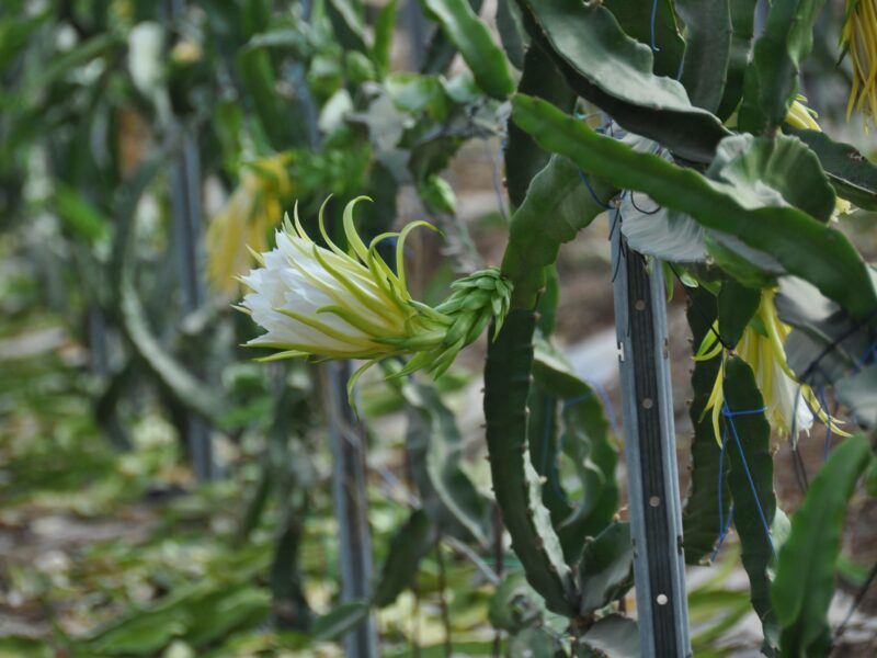 Farm 1 – Agricultural tourism experience