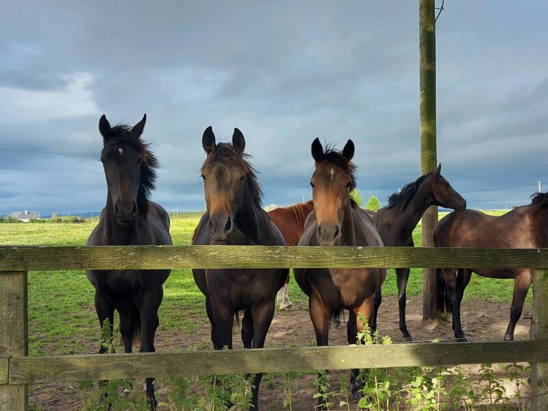 רות זכריה סוס הדעת